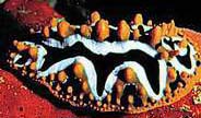 Photo: A .Diamant; look at the Sea Slug Forum